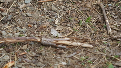 Trigrammia quadrinotaria