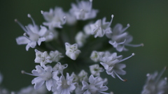 Chaerophyllum hirsutum