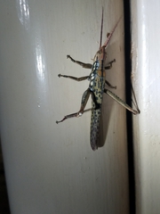 Macrolobalia ocellata