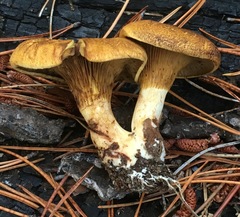 Austropaxillus