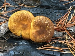 Austropaxillus