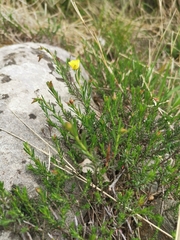Fumana ericifolia