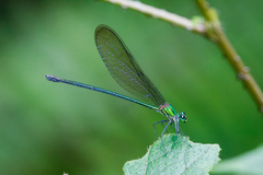 Vestalis nigrescens