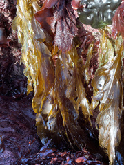 Desmarestia ligulata