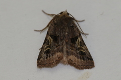 Cerastis enigmatica