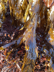 Desmarestia ligulata