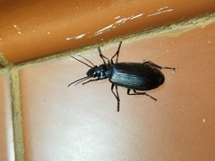 Gigadema mandibulare