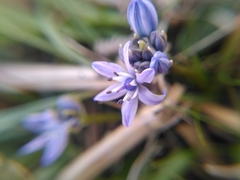 Scilla verna