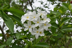 Plumeria rubra