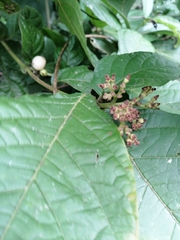 Cordia nodosa