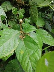 Cordia nodosa