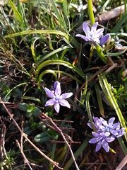 Scilla verna