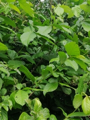 Cordia nodosa