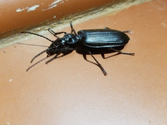 Gigadema mandibulare