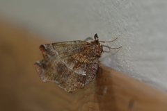 Selenia alciphearia