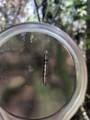 Episemasia