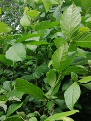 Cordia nodosa