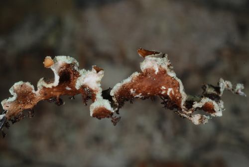 Yellow Ribbon Lichen