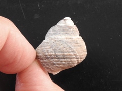 Euchelus