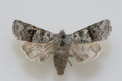 Litholomia napaea