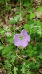 Geranium columbinum