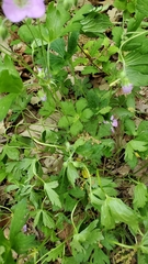 Geranium columbinum