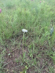 Marshallia caespitosa