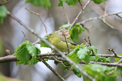 Leiothlypis celata lutescens