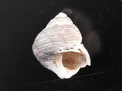 Euchelus
