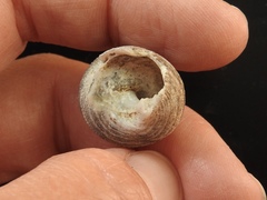 Euchelus