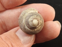 Euchelus
