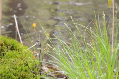 Carex brunnescens
