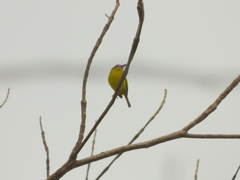 Todirostrum chrysocrotaphum