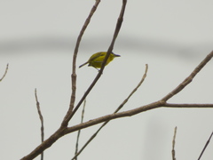 Todirostrum chrysocrotaphum