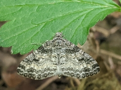 Lobophora nivigerata