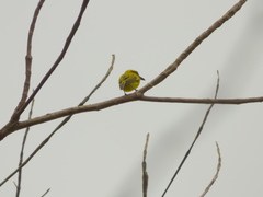 Todirostrum chrysocrotaphum