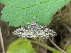 Lobophora nivigerata
