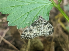Lobophora nivigerata