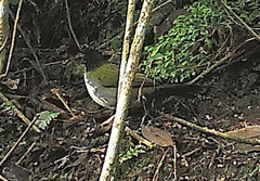 Arremon atricapillus