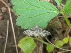 Lobophora nivigerata