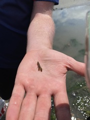 Alpheus heterochaelis