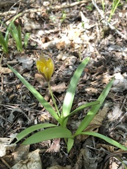 Lilieae