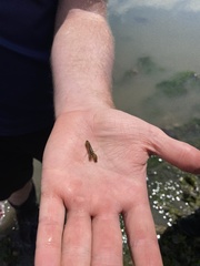 Alpheus heterochaelis