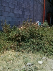 Plagianthus regius