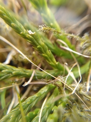 Diphasiastrum alpinum image