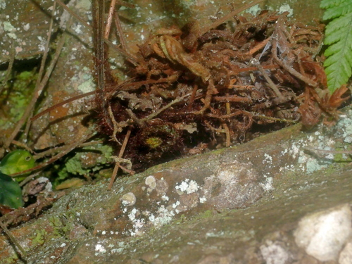 Image of Lastreopsis tenera by (c) Jacy Chen, some rights reserved (CC BY)