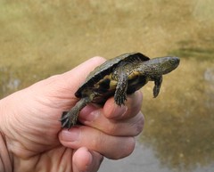 Mauremys leprosa leprosa