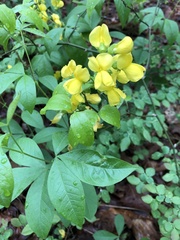 Sophoreae