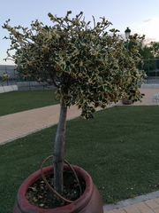 Ilex aquifolium