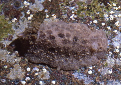 Spotted Foot Nudibranch